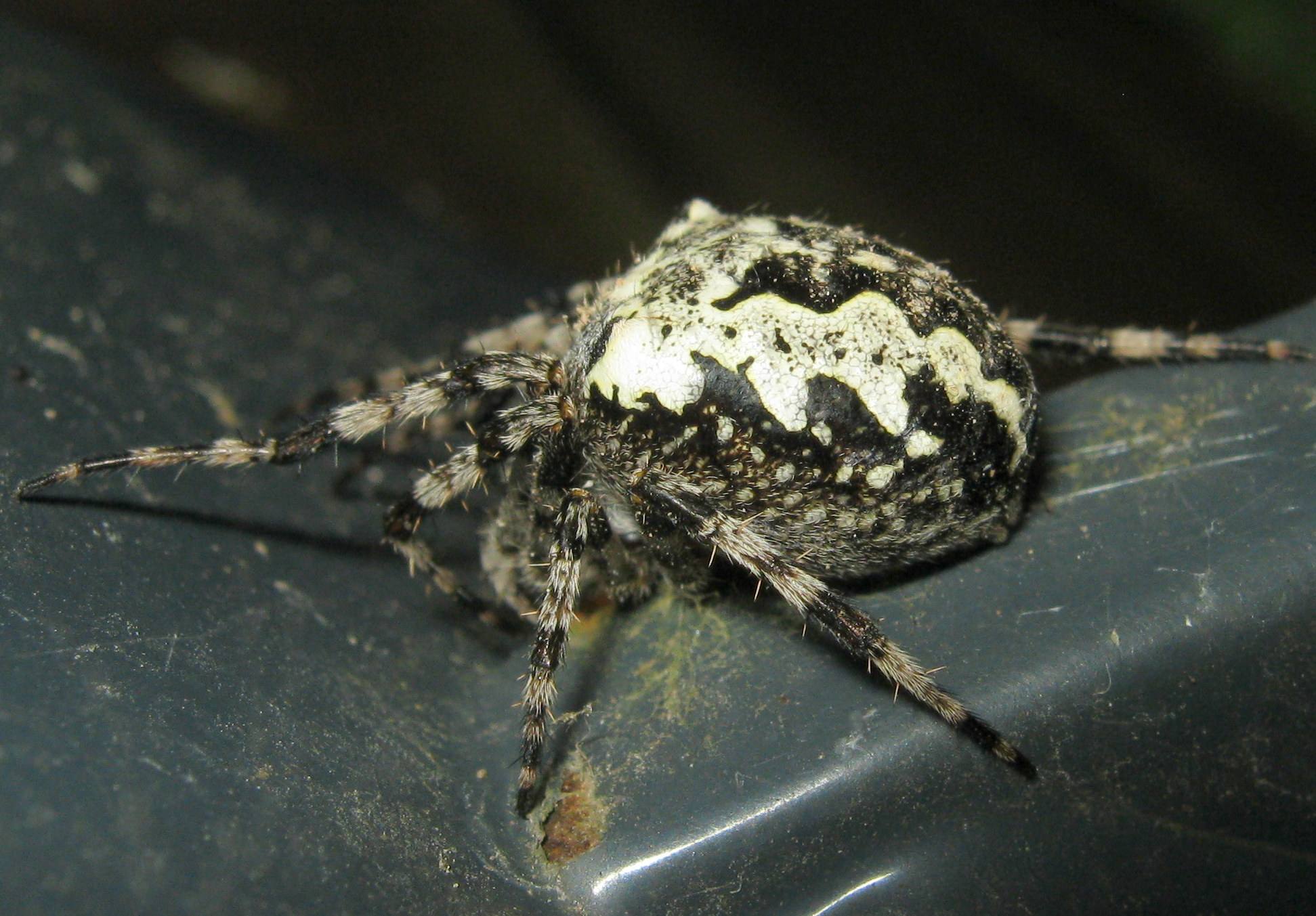 Araneus nordmanni ?